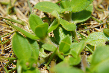 Folha de arvore em Macro