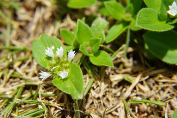 Folha de arvore em  Macro