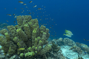 Fototapeta na wymiar yellow tubular sponges on coral reef