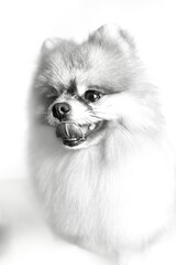 Obraz premium black and white photo of a Pomeranian Spitz sitting with his mouth open. pet portrait, cute dog