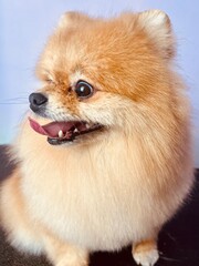 close-up muzzle of a red Pomeranian Spitz with an open mouth and protruding tongue and dark eyes looking to the side on a light purple background. cute pet