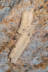 Trypoxylon