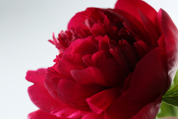 Naklejka premium Beautiful red peony on white background, closeup