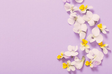 Fototapeta na wymiar viola flowers on color paper background