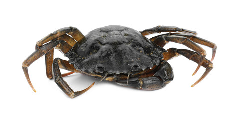 One fresh raw crab isolated on white