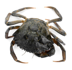 One fresh raw crab isolated on white, top view
