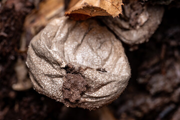puffball mushroom