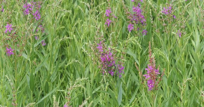 Lythrum salicaria or Purple loosestrife in full pinkish bloom on erect branched stems with lanceolate, pointed, downy green leaves floating gracefully on the wind
