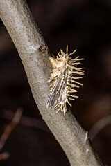 Akanthomyces fungus infecting a moth