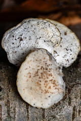 White Cheese Polypore mushroom