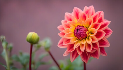 red and yellow dahlia  flower in the garden - obrazy, fototapety, plakaty