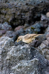 Pájaro café pequeño posado en una roca comiendo una semilla