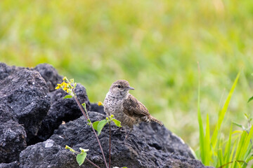 Pájaro café pequeño posado en una roca, pequeña planta delante de él, césped de fondo