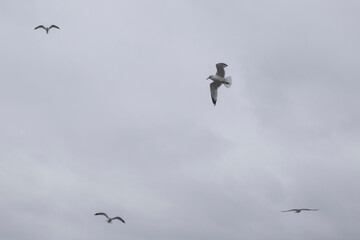 Nature around Lake Ontario in Etobicoke