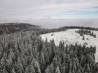 Winter Carpathian forest cinematic aerial view. Drone flying over the wild winter forest. 4K drone footage. 