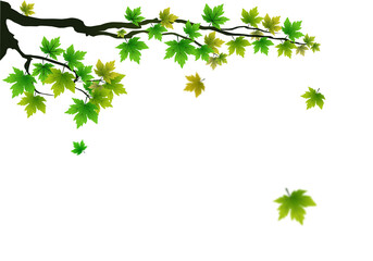 Autumn foliage PNG. on isolated transparent background. Abstract wallpaper design with maple...