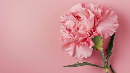 flowers on isolated pink background mother day