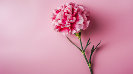 pink carnation flower isolated