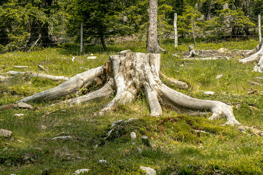 Abges&auml;gter Baumstumpf mit Wurzeln auf der Wiese