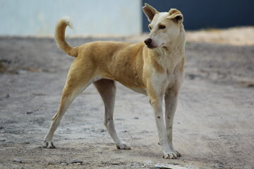 Close up shot of Beautiful Street dog 