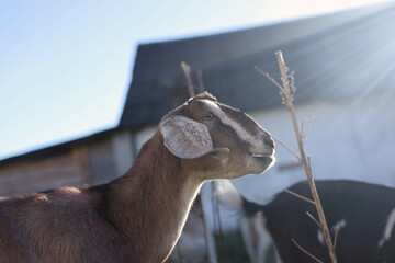 domestic Nubian goats