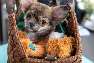 Brown chihuahua sitting in a bag in the heats. Small dog outside.