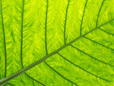 Close up backlit image of tropical leaf