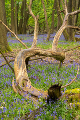 Fallen tree in the spring forest