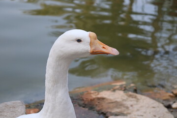 Beautiful white goose with face closeup
