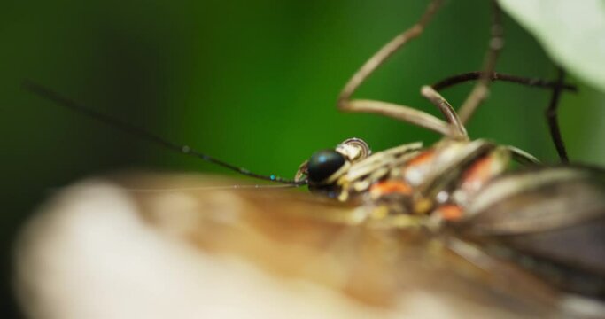 Blue morpho