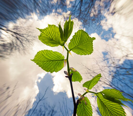 Fresh green leaves in the spring forest among bare branches. Adorable morning scene of woodland glade in April. Beautiful floral background. Anamorphic macro photography.