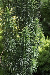 Primer plano arbusto conífera Fastigiata cephalotaxus harringtonii