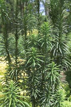 Primer plano arbusto conífera Fastigiata cephalotaxus harringtonii