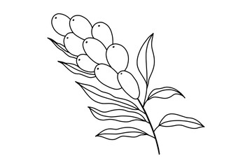 Sea buckthorn hand drawn illustration. Healing tea, oil and medicinal edible berry. Food ingredient, cooking, beauty. For cosmetic and tea packaging design, medicinal herb. Vector illustration isolate