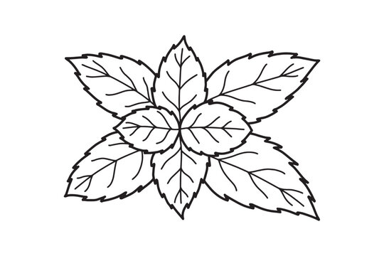 black and white mint leaves drawing