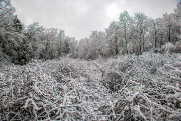 A jumble of snow covered limbs in the woods