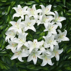Fototapeta na wymiar White lily (Lilium candidum) lay by the round. Close up photo.