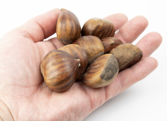 Edible chestnuts isolated on white background. Castanea sativa, the sweet or Spanish chestnut close up.