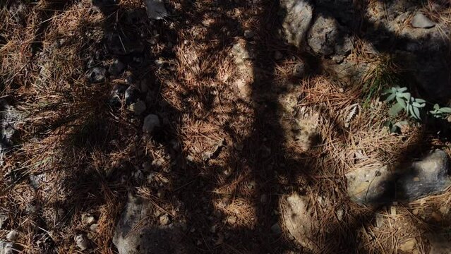 The sun shines strongly on the moving trees and consequently their shadow cast on the earth is stronger