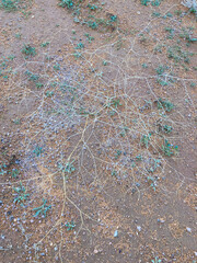 Plants and trees in the level desert east of Al-Shmasiyah, Saudi Arabia