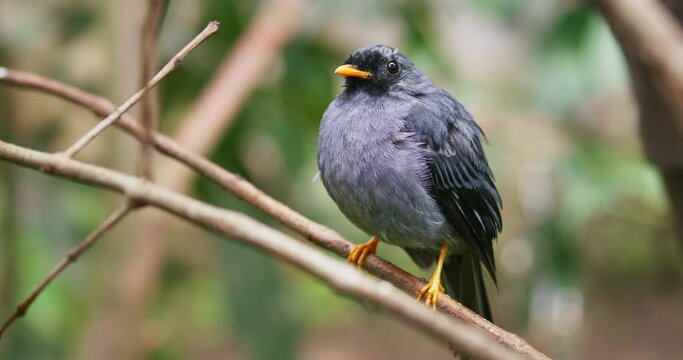 Black-faced solitaire
