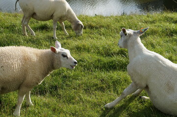 Fototapeta premium sheep and lambs
