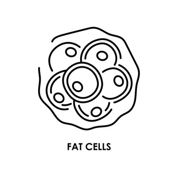 Fat cells color line icon. Microorganisms microbes, bacteria.