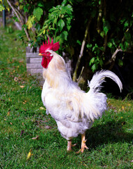 rooster on a farm in montoggio Italy
