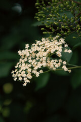 White elderberry flowers in bloom in the forests that surround the Druid's Temple in Ilton, England.