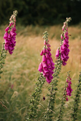 Pink Foxgloves blooming in a field that surrounds the Druid's Temple in Ilton, England.