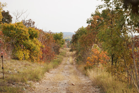 Vista dettagliata di un sentiero, sulle alture del Carso, circondato da piante e cespugli con colori autunnali, sotto un cielo nuvoloso, a est, in Friuli Venezia Giulia - Powered by Adobe