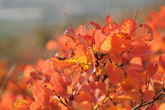 particolare vista macro delle foglie di una pianta di scotano/sommaco con sfumature di colore che variano dal rosso, al giallo, all'arancione, cresciute sulle alture del Carso, nel nord-est Italia