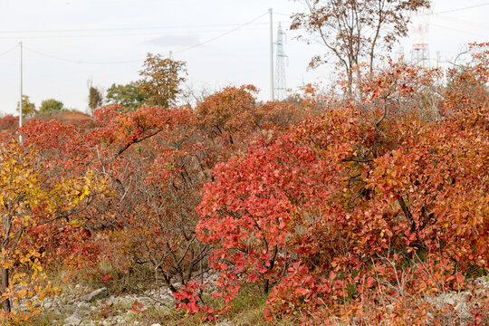 Vista dettagliata di vari cespugli di sommaco/scotano sulle alture del Carso, con le foglie che cambiano dal verde al rosso, arancione e giallo, in Friuli Venezia Giulia, in autunno