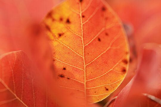 vista ultra-macro di una foglia con vivide sfumature di arancione e giallo e con le venature in vista, di una pianta di sommaco/scotano, sulle alture del Carso, in Friuli Venezia Giulia, in autunno
